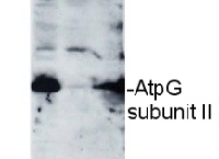 AtpG | ATPsynthase subunit II b' (chloroplastic) in the group Antibodies Plant/Algal / Photosynthesis / ATP synthase at Agrisera AB (Antibodies for research) (AS09 457)